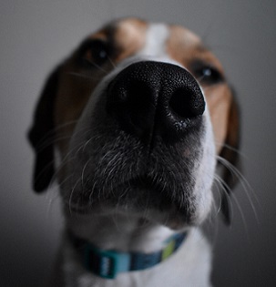 Dog sniffing. Photo by Hannah Gibbs on free photo website Unsplash.
